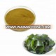 GMP Factory Supply Top Quality Sea Kelp Extract Powder